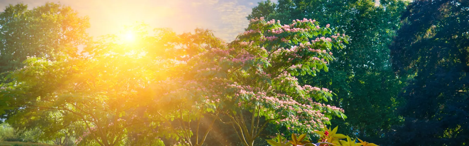 a beautiful landscape with trees and flowers