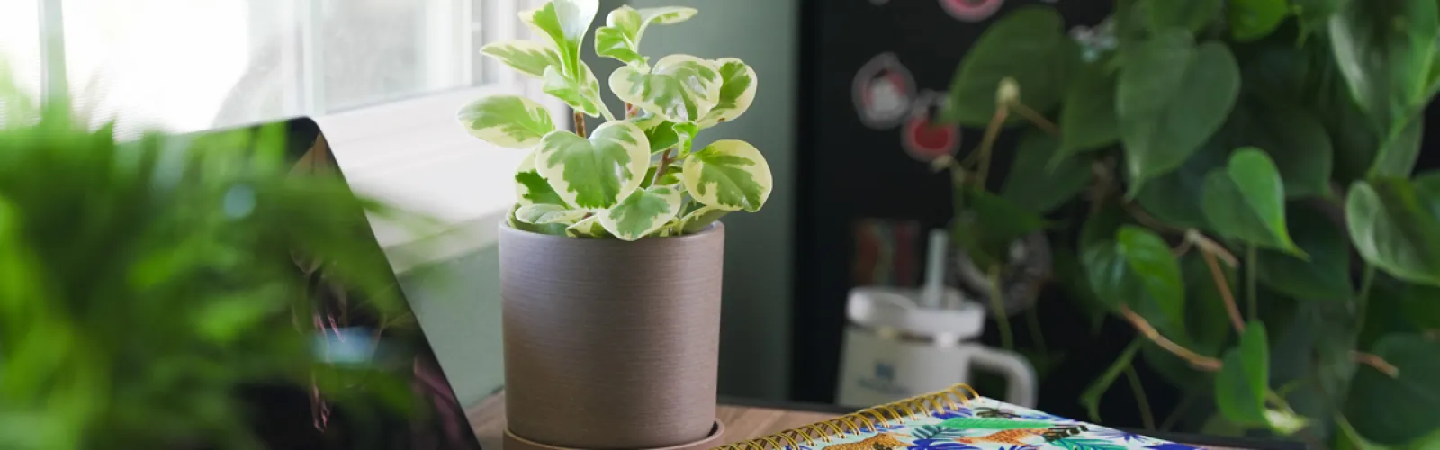 a potted plant on a table