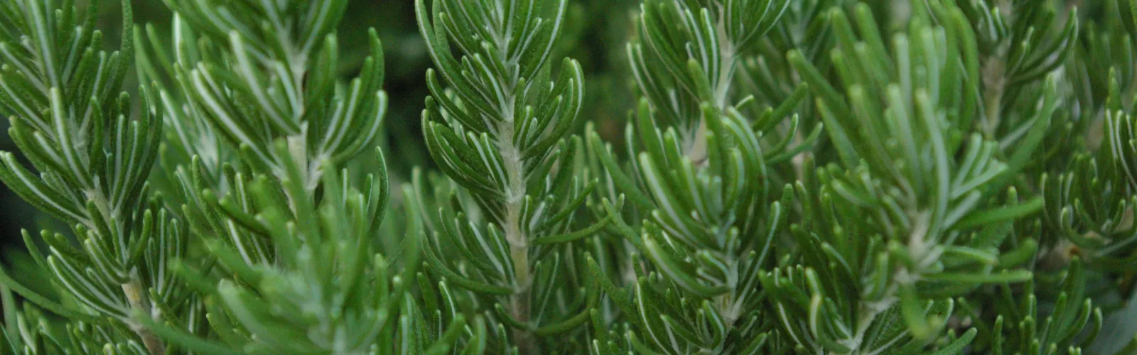 closeup of rosemary