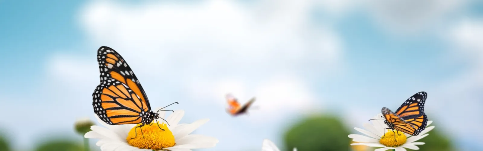 a group of butterflies on flowers