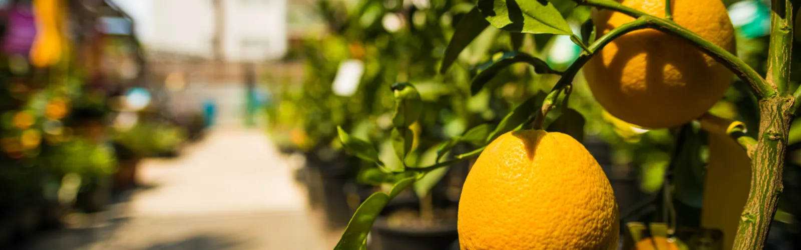 an orange hanging from a branch