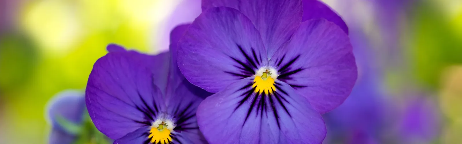 a close up of purple flowers