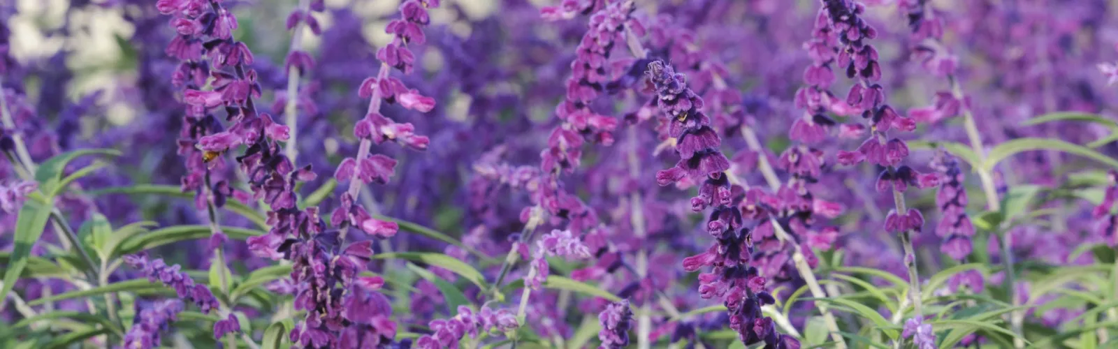 a purple flower on a plant