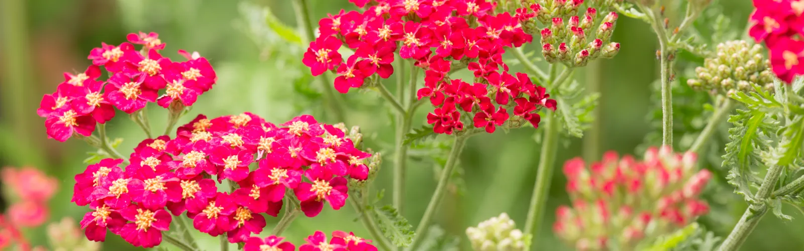 a close up of a flower