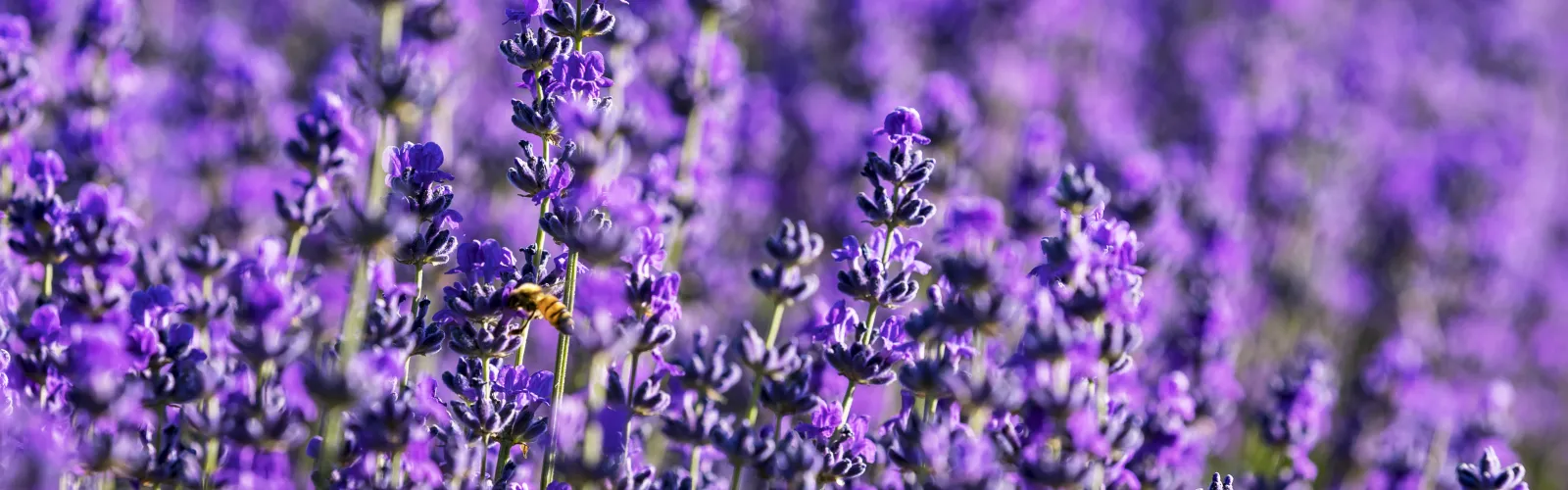 a close up of a purple flower