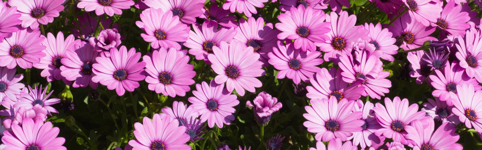 armstrong grown flowers