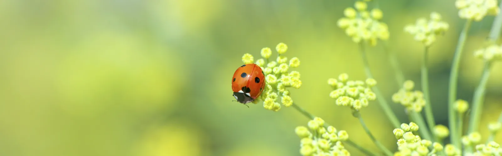Close-up of a red ladybug on delicate yellow wildflower buds with a soft green blurred background.