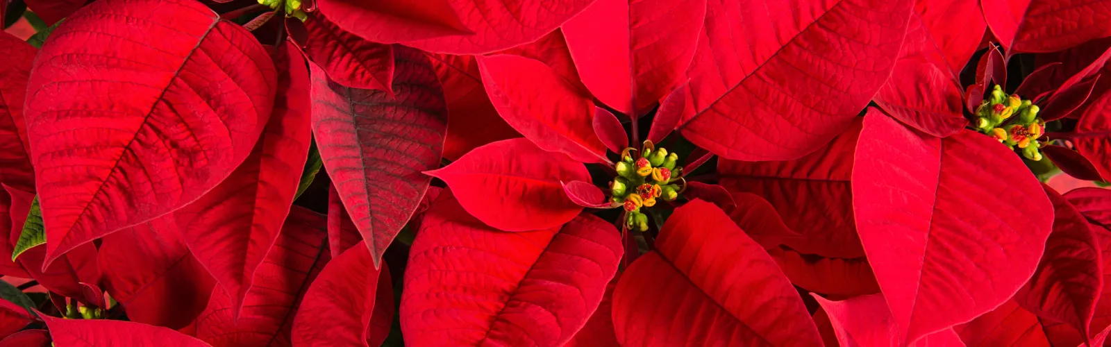 Close-up of vibrant purple and yellow pansy flowers blooming in a sunlit garden bed with green leaves.