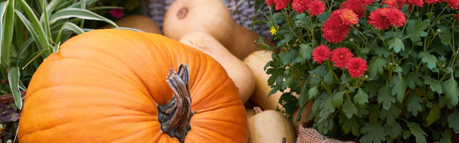 Assorted pumpkins and gourds with red chrysanthemums and purple flowers in autumn harvest display