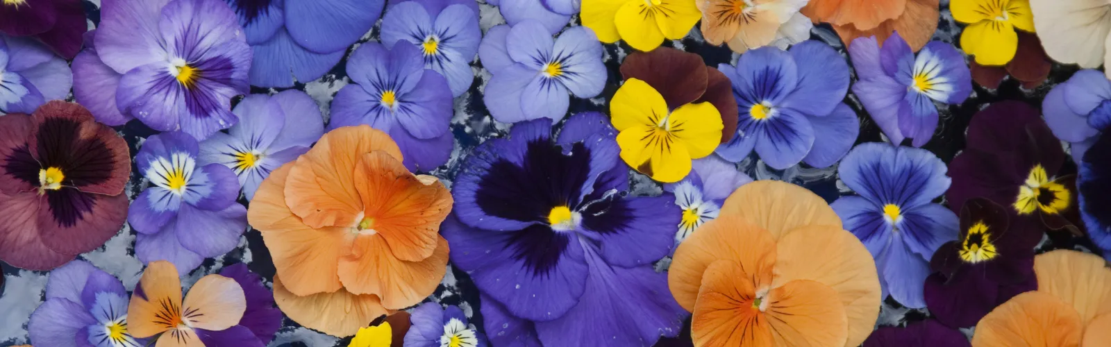 Colorful pansy flowers in shades of purple, yellow, orange, and white densely covering the frame.