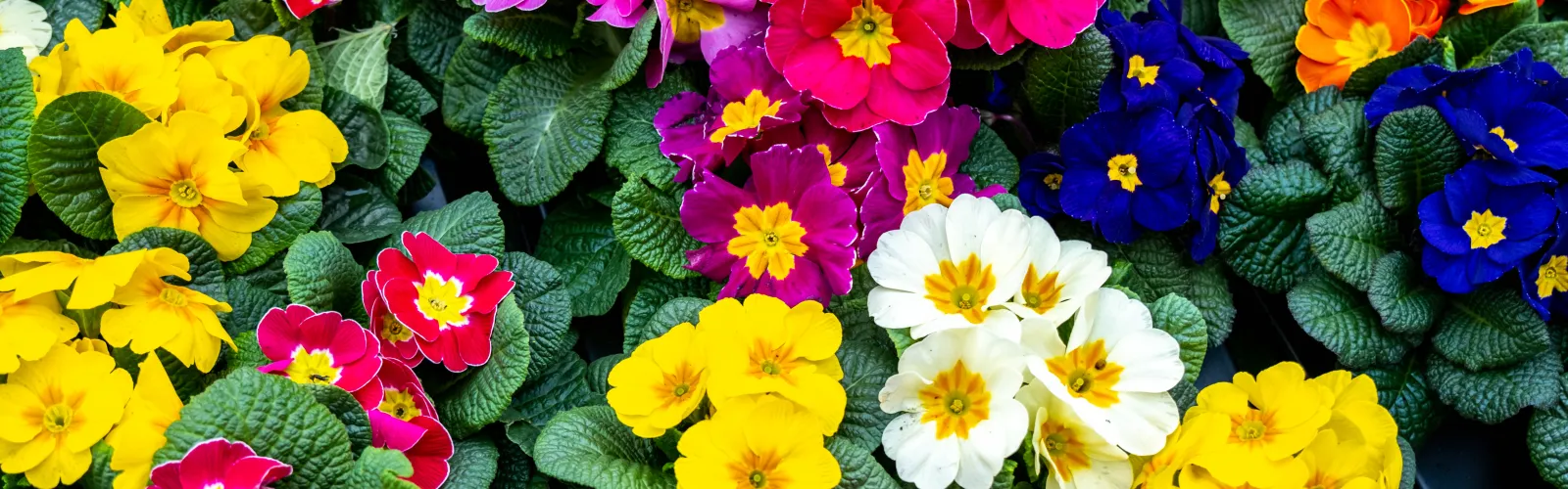 Bright multicolored primrose flowers with green leaves in a garden bed, showcasing pink, yellow, white, red, and blue blooms.