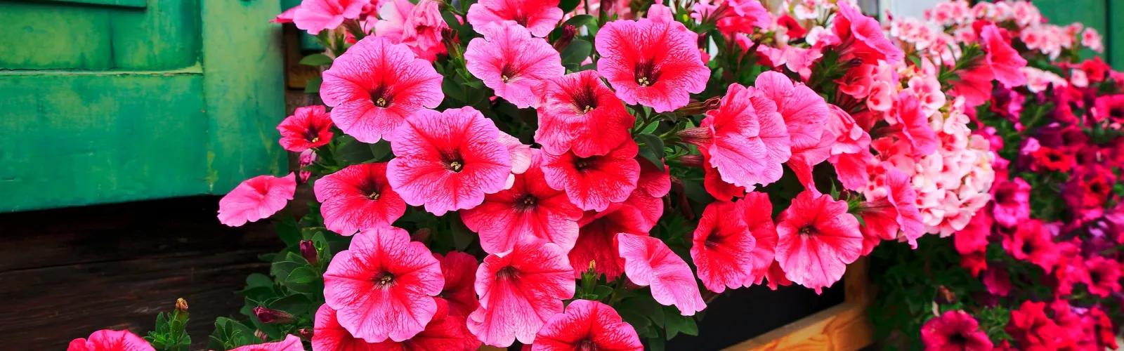 Bright pink and magenta petunias blooming in a wooden window box on a rustic building with green shutters.
