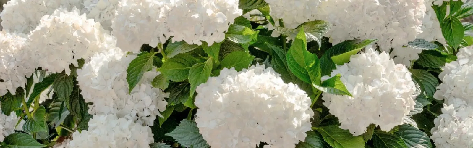 Bush of white hydrangea flowers blooming in a garden on dry pine needle ground.