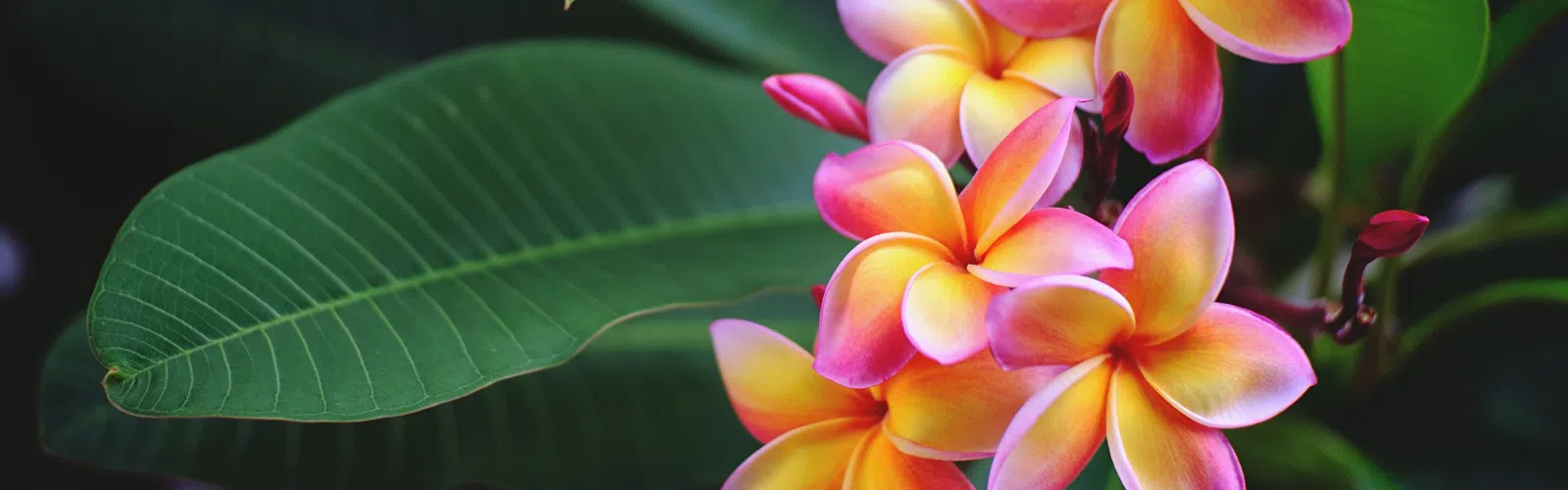 Cluster of vibrant pink and yellow plumeria flowers with large green leaves in soft-focused natural background