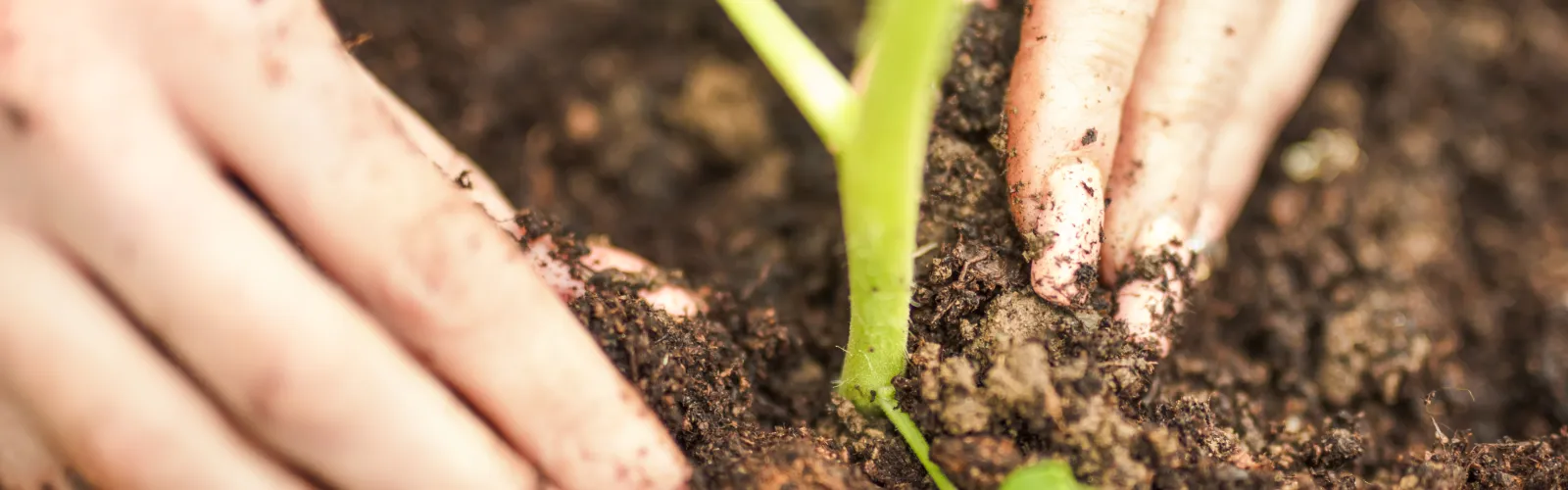 Hands gently planting a young green seedling into rich dark soil in a garden setting.