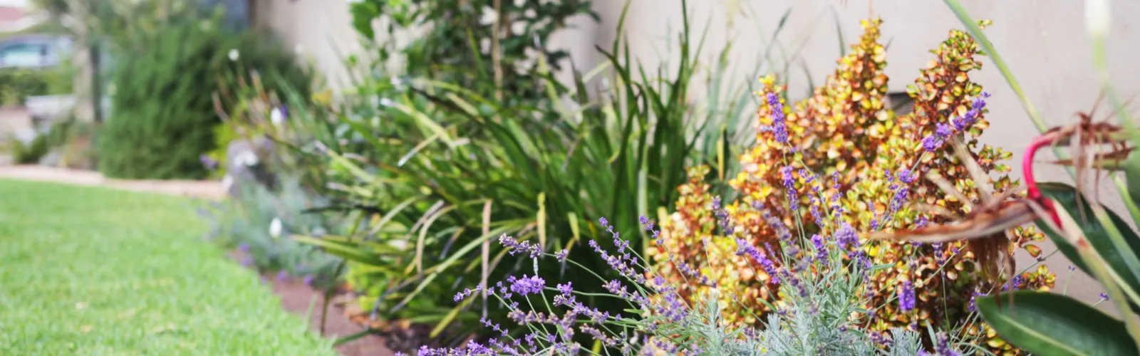 Armstrong landscape design with shrubs and perennial plants perfect for Southern California