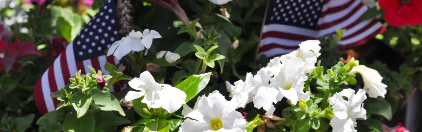 White petunias and red flowers with American flags in a vibrant garden setting.