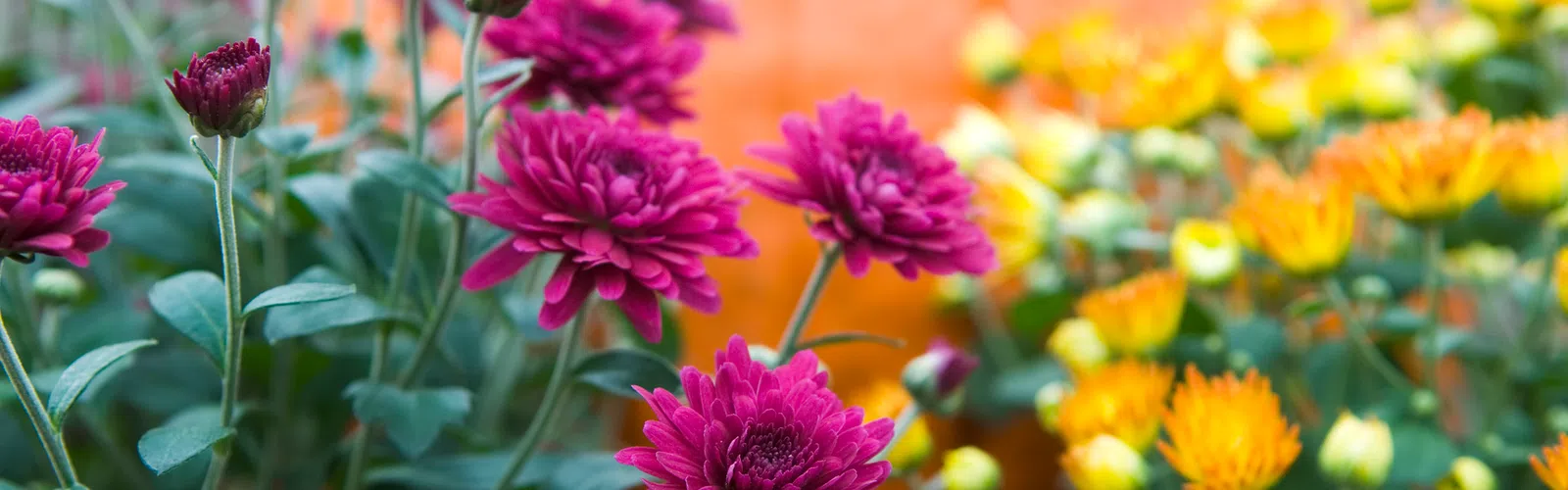 Close-up of vibrant purple and yellow chrysanthemums with a blurred large orange pumpkin in the background.