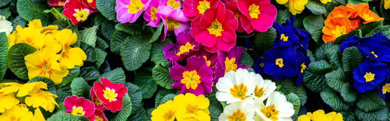 Bright primrose flowers in red, pink, yellow, white, orange, and blue with lush green leaves in a vibrant garden.