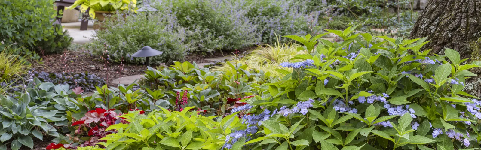 Lush garden bed with green shrubs, purple flowers, and red foliage near a large tree in a residential backyard.