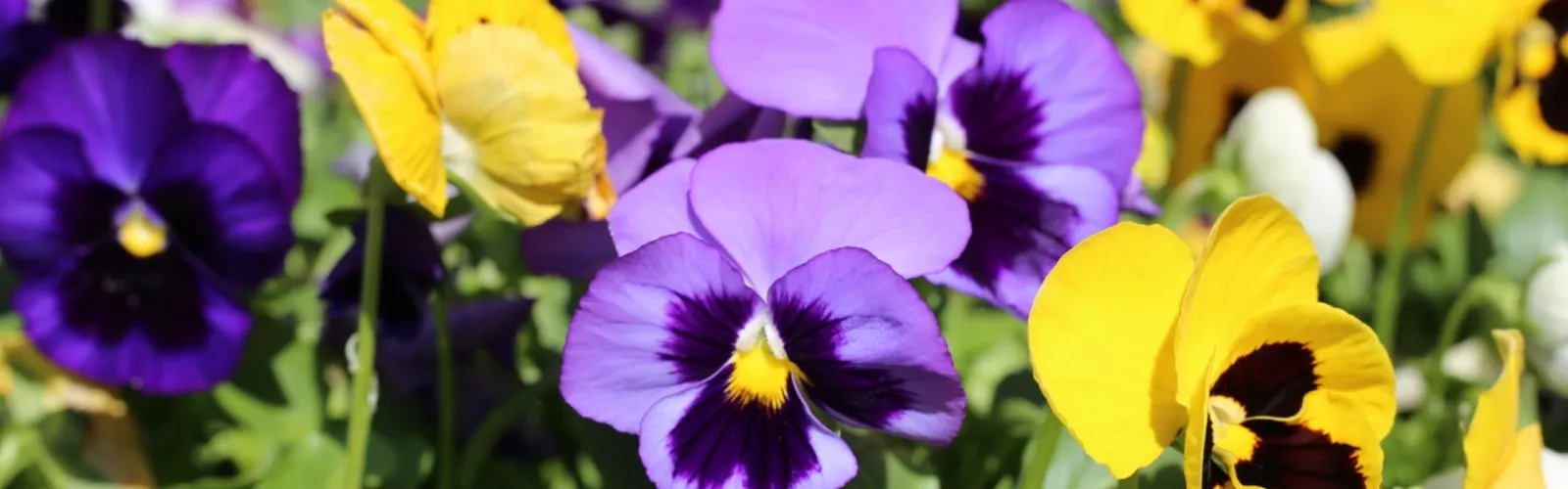 Close-up of vibrant purple and yellow pansy flowers blooming in a sunlit garden bed with green leaves.