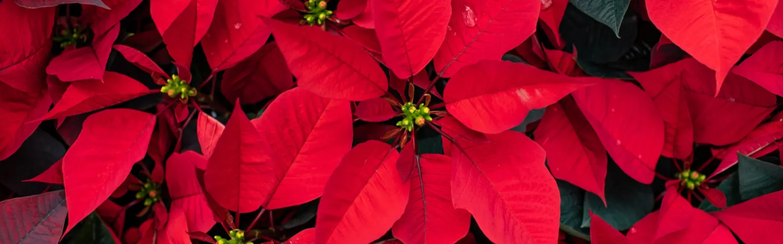 Close-up of vibrant red poinsettia leaves with dark green foliage and small yellow flower clusters.