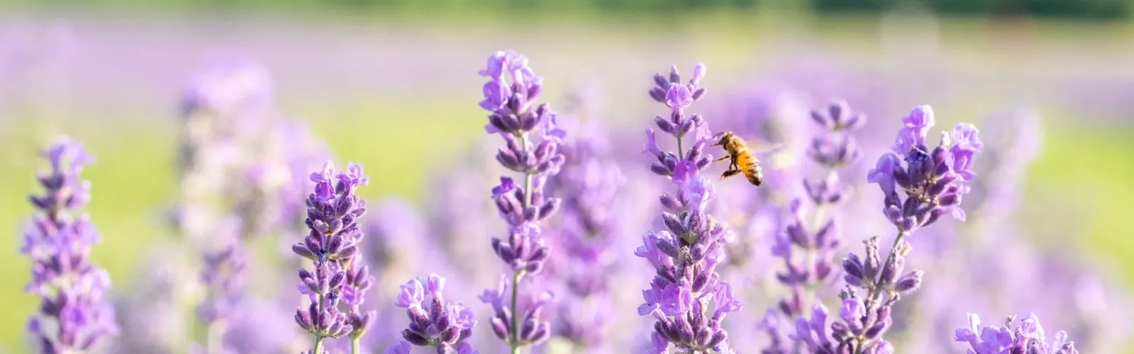 Close-up of blooming lavender flowers with a honeybee collecting nectar in a sunlit field.