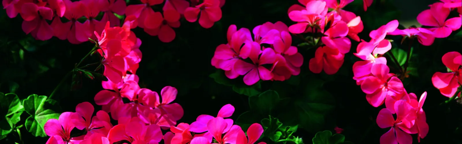 Vibrant pink geranium flowers with lush green leaves in bright natural light against a dark background.