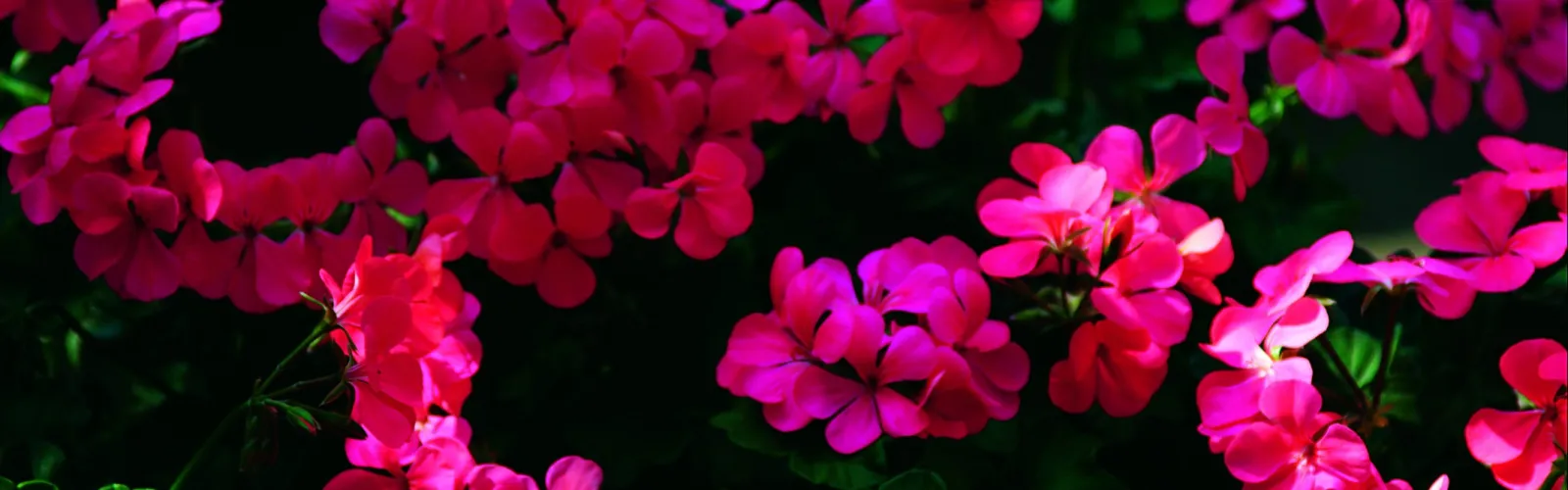 Bright pink geranium flowers densely clustered against dark green foliage in natural sunlight.