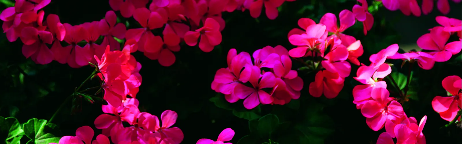 Bright pink geranium flowers with dark green leaves densely covering the garden bed in natural sunlight.