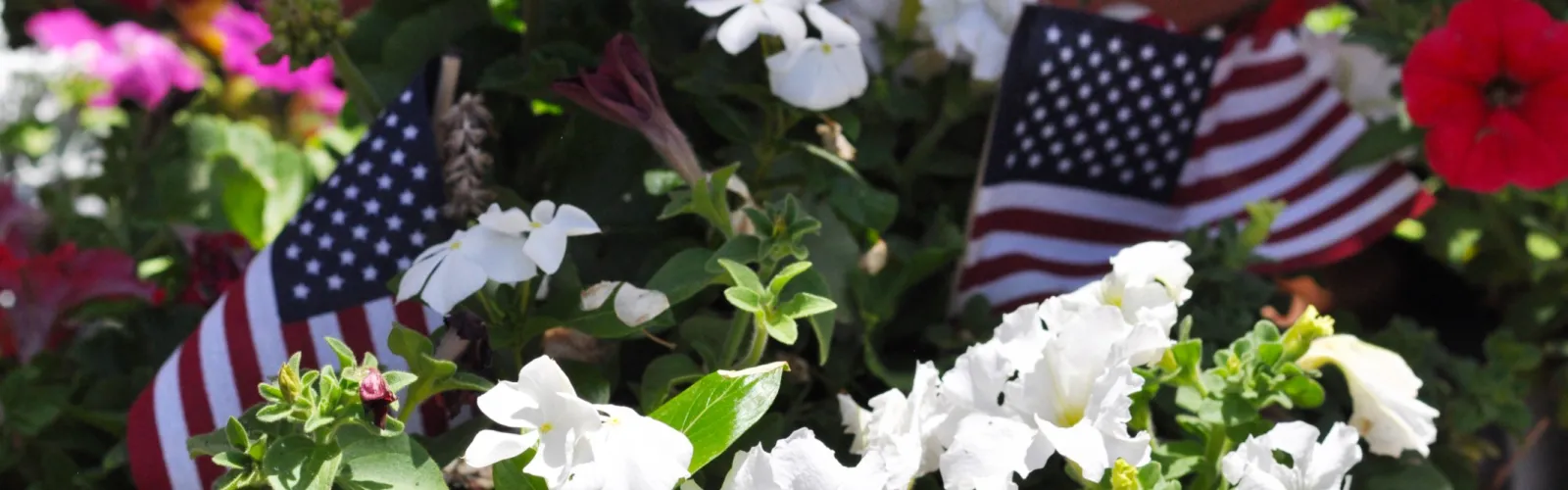 White and red flowers with green leaves and American flags in a flowerpot under sunlight