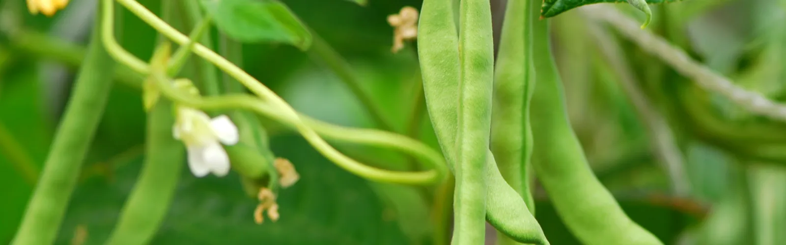 a green bean plant