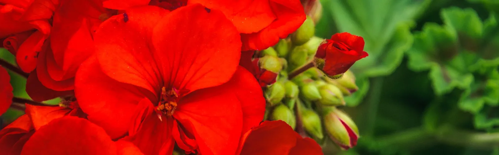 closeup of red geraniums