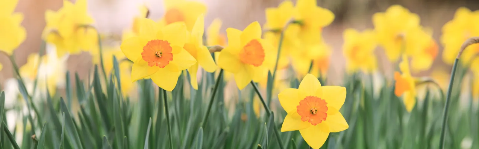 a group of yellow flowers