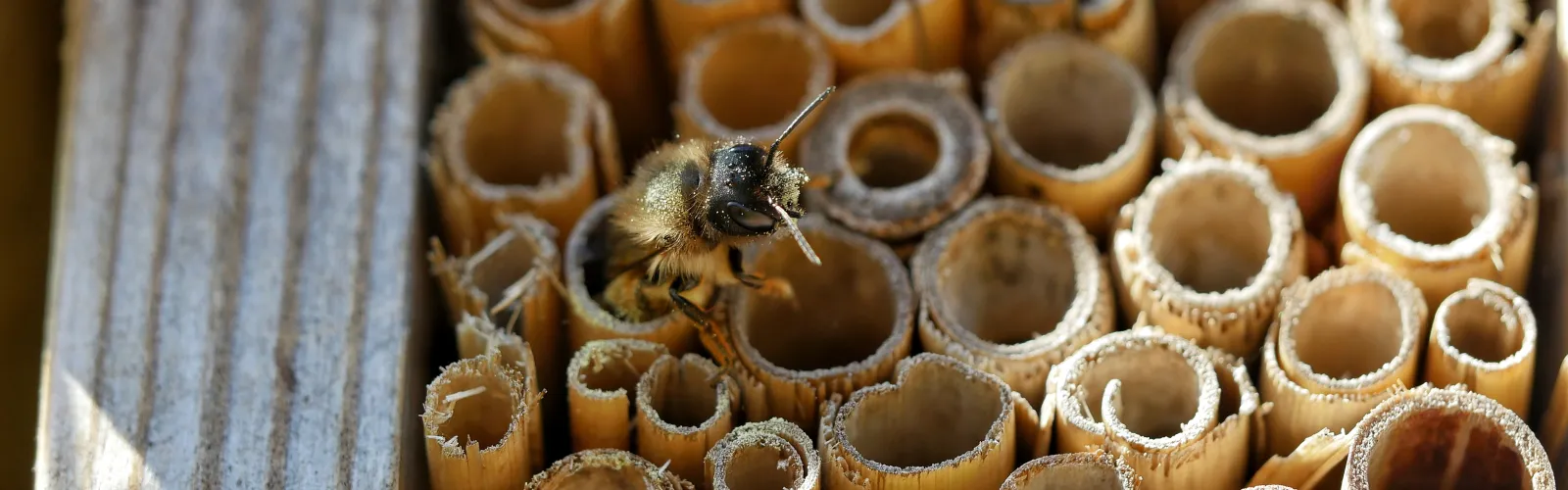 bee bug hotel sustainable