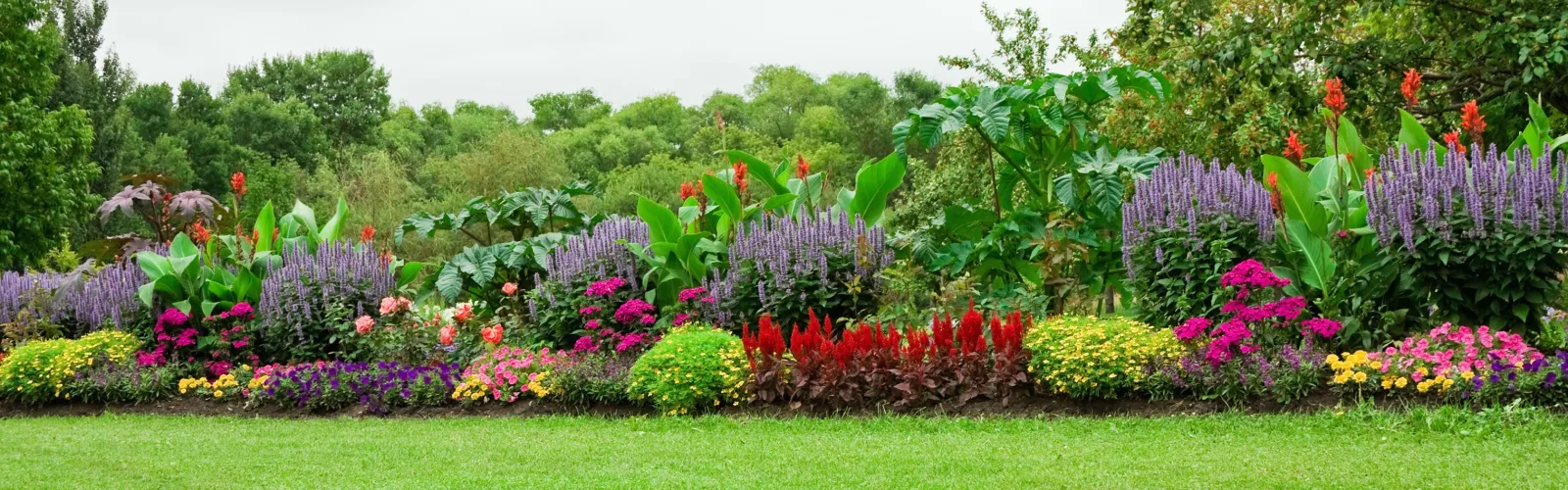 a close up of a flower garden
