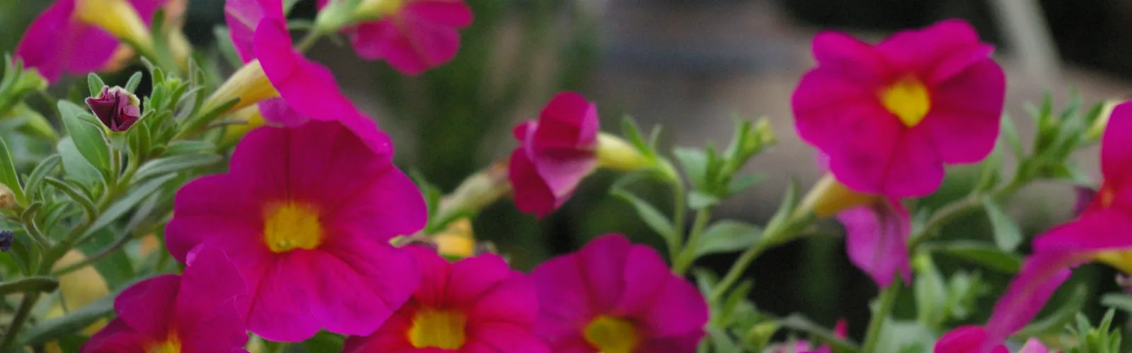 pink calibrachoa flowers