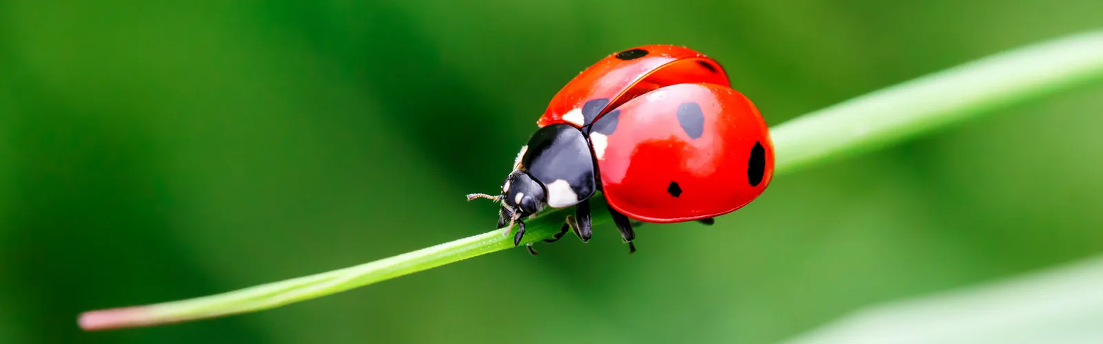 a close up of a ladybug