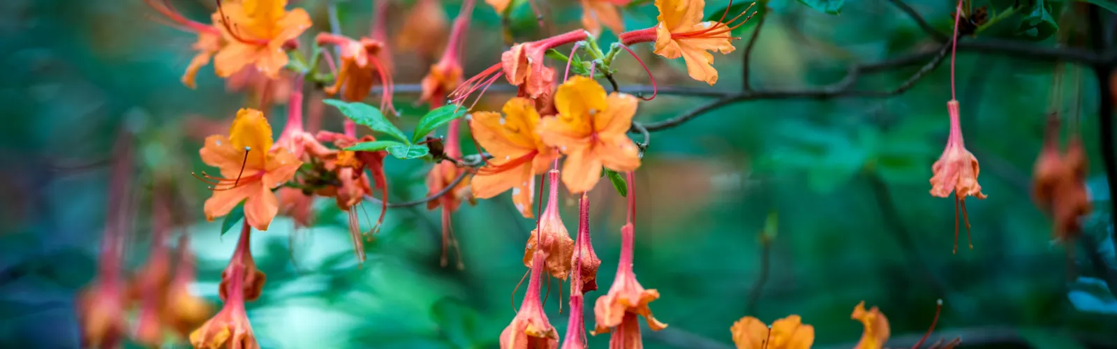 a close up of a flower