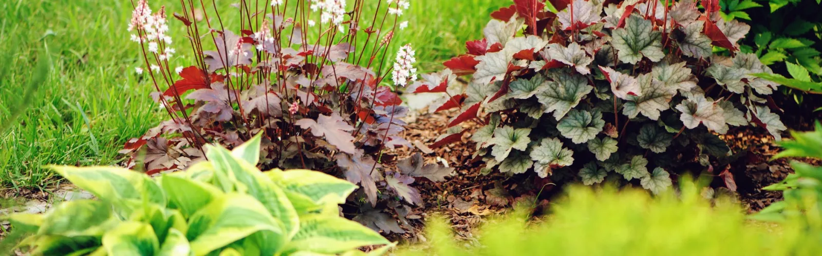 a close-up of some plants