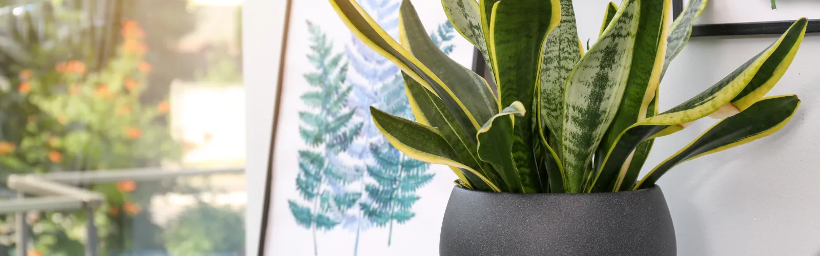 a potted plant on a table