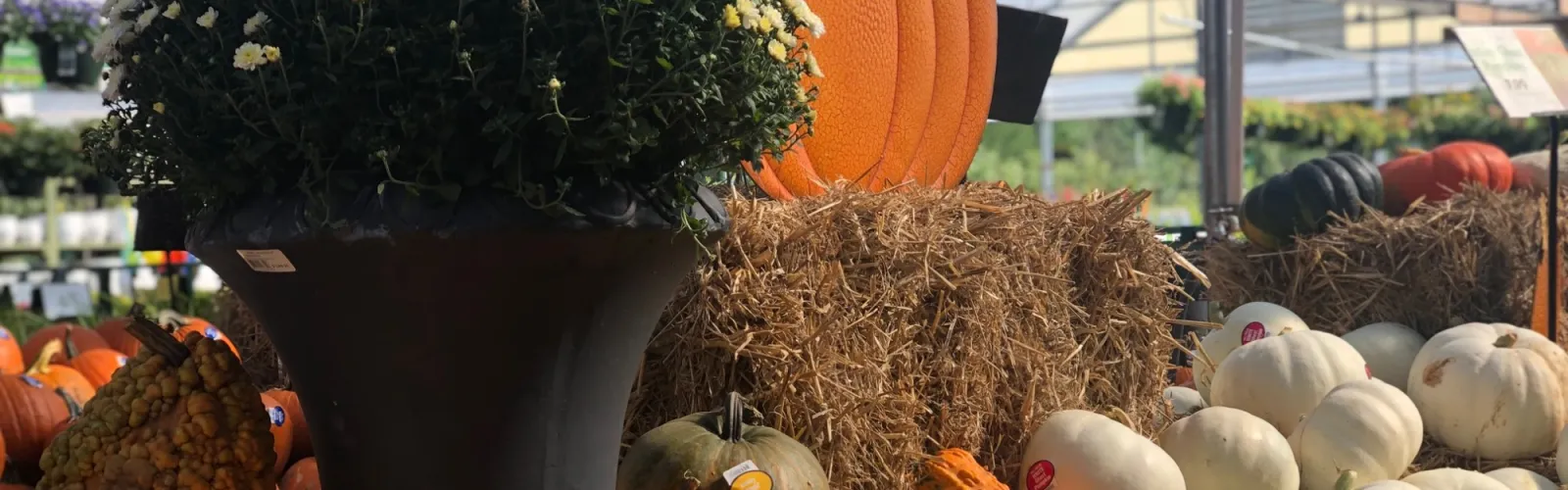 a large display of pumpkins and flowers