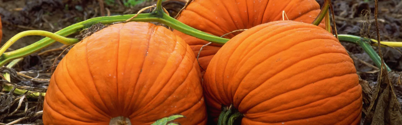 pumpkins in a field