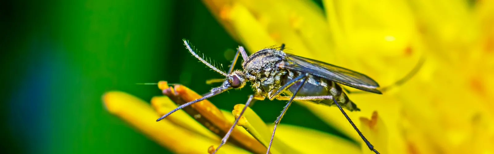 Mosquitos on plant