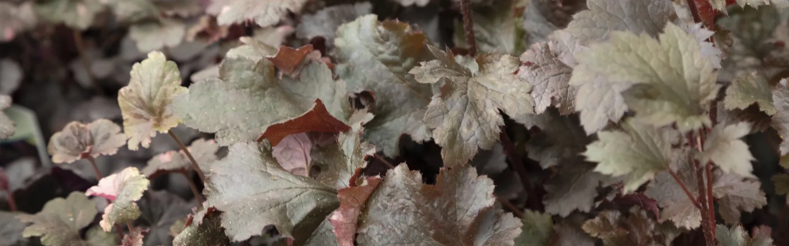 Heuchera