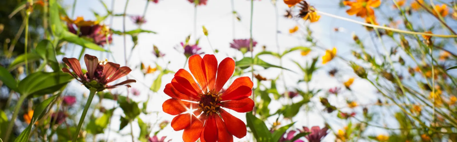 Bright red flower in foreground with sun flare surrounded by colorful wildflowers under clear blue sky
