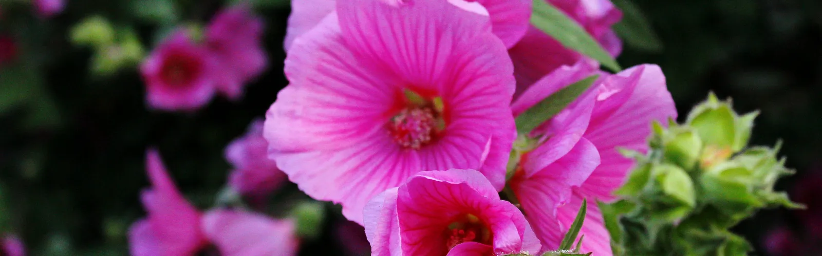 a close up of pink petunia