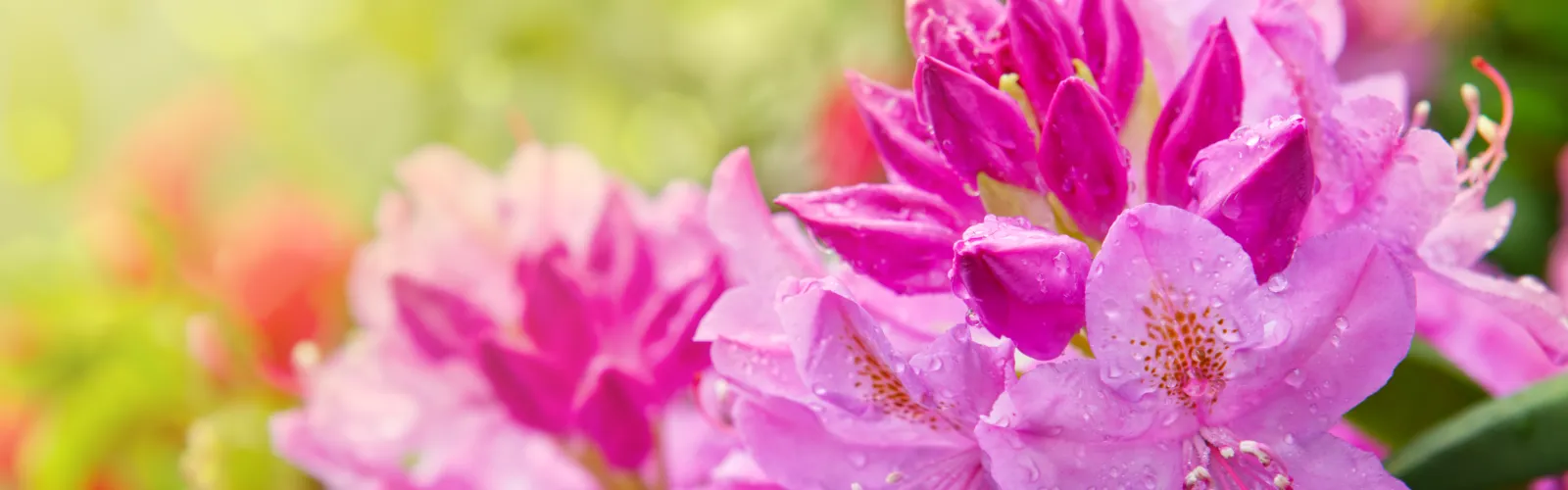 a close up of a flower