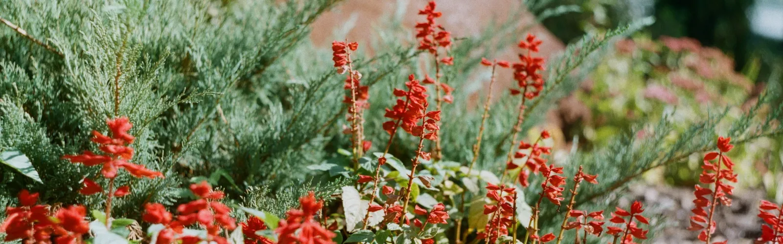 a close-up of some red flowers