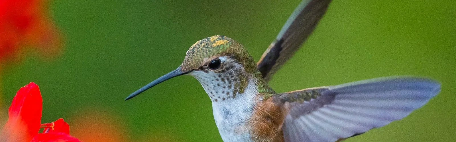 a close up of a hummingbird